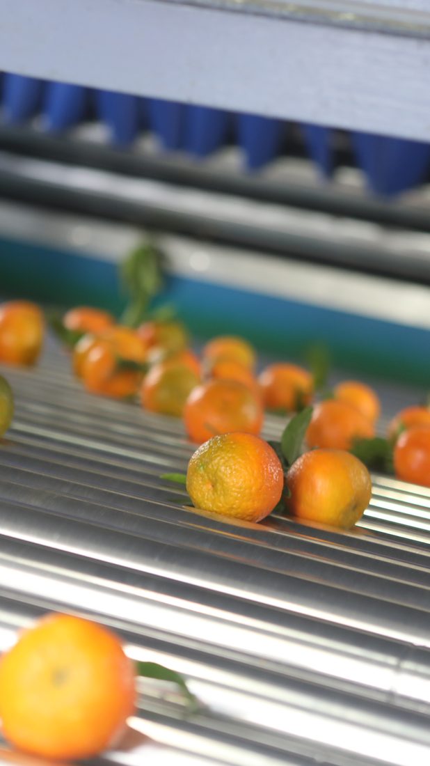 Eine einzelne Mandarine vorne auf der Sortieranlage