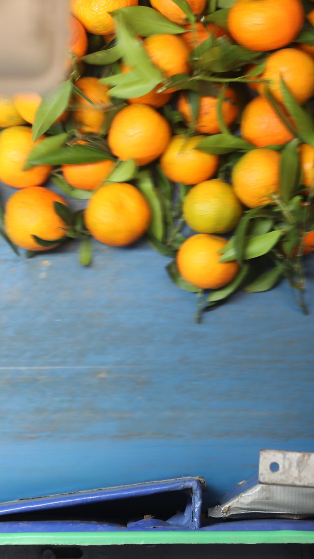 Mandarinen mit Laub auf dem blauen Förderband
