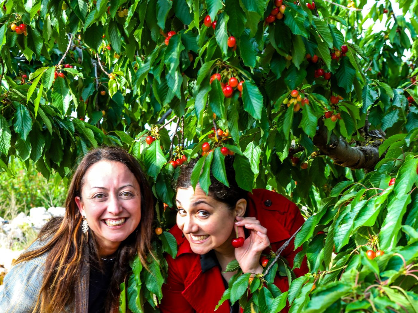 Zwei Frauen lachen unter einem Kirschbaum, eine hält eine Giacovelli-Kiste