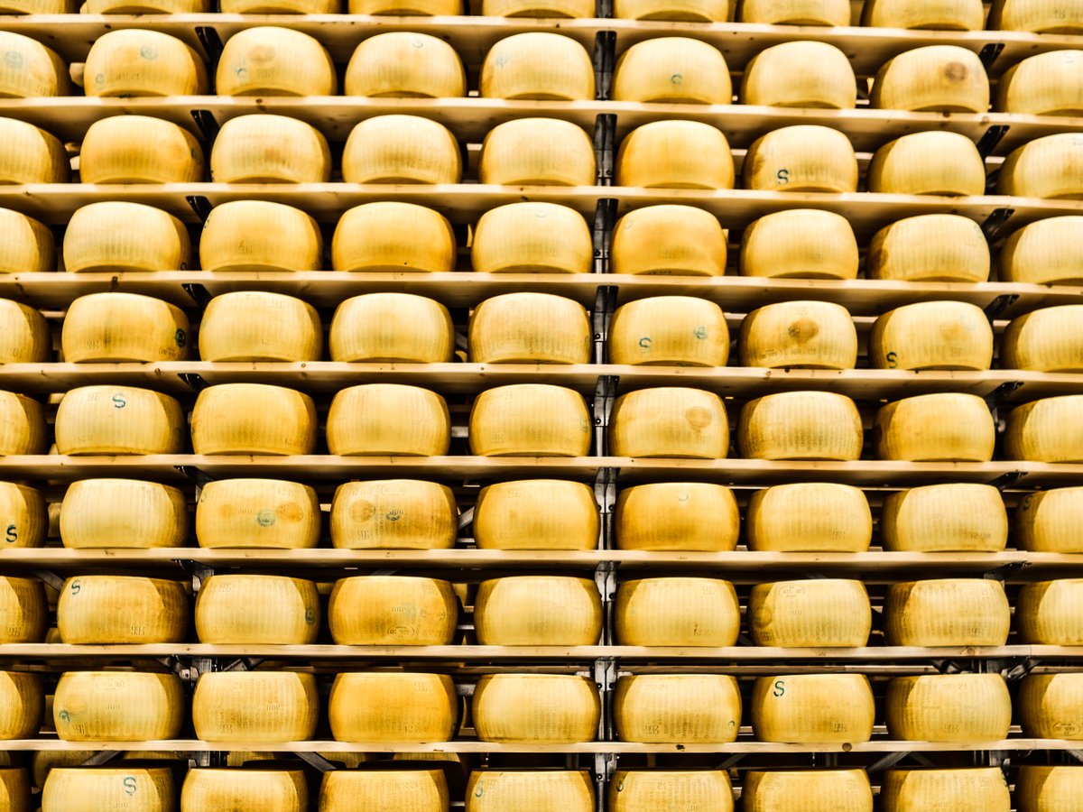 Reihen von Parmigiano-Laiben in den Regalen des Reiferaums