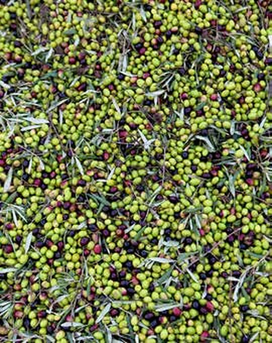 Frisch geerntete Coratina-Oliven