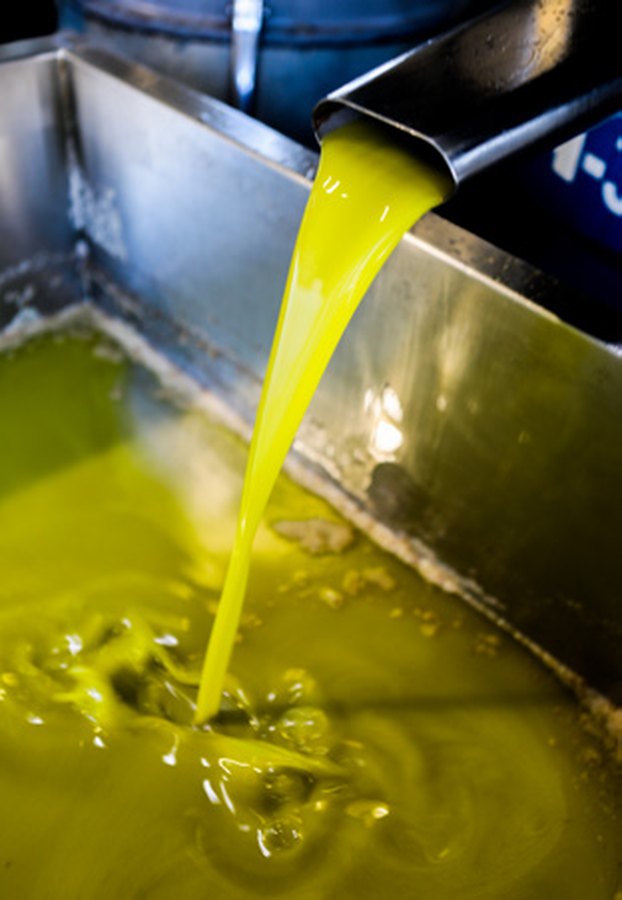 Das frische Öl läuft aus der Mühle — das grüne Gold