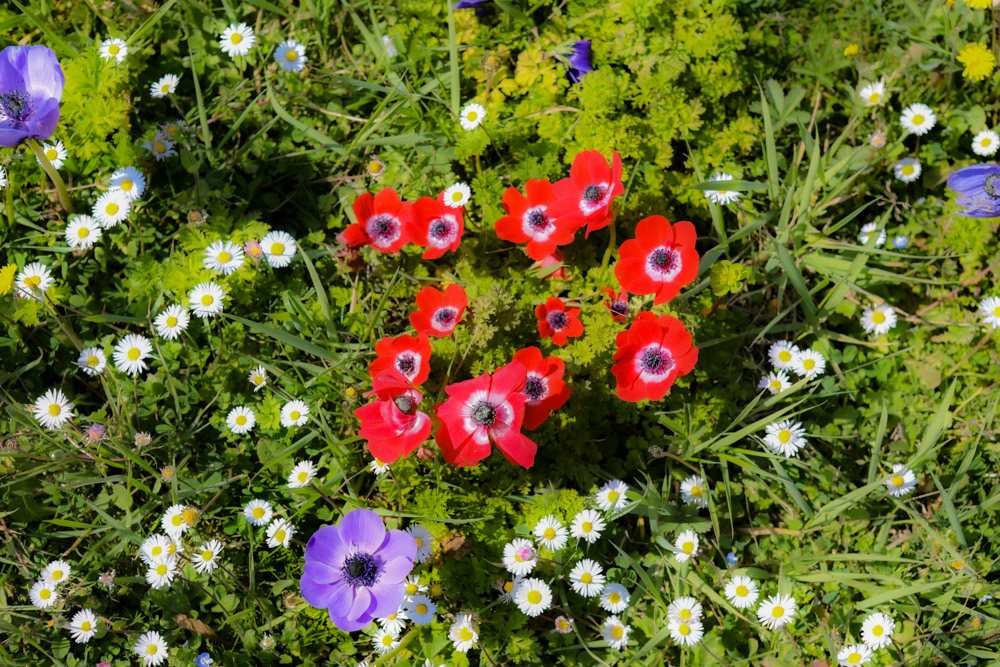 Rote Anemonen und wilde Blumen zwischen den Rebzeilen