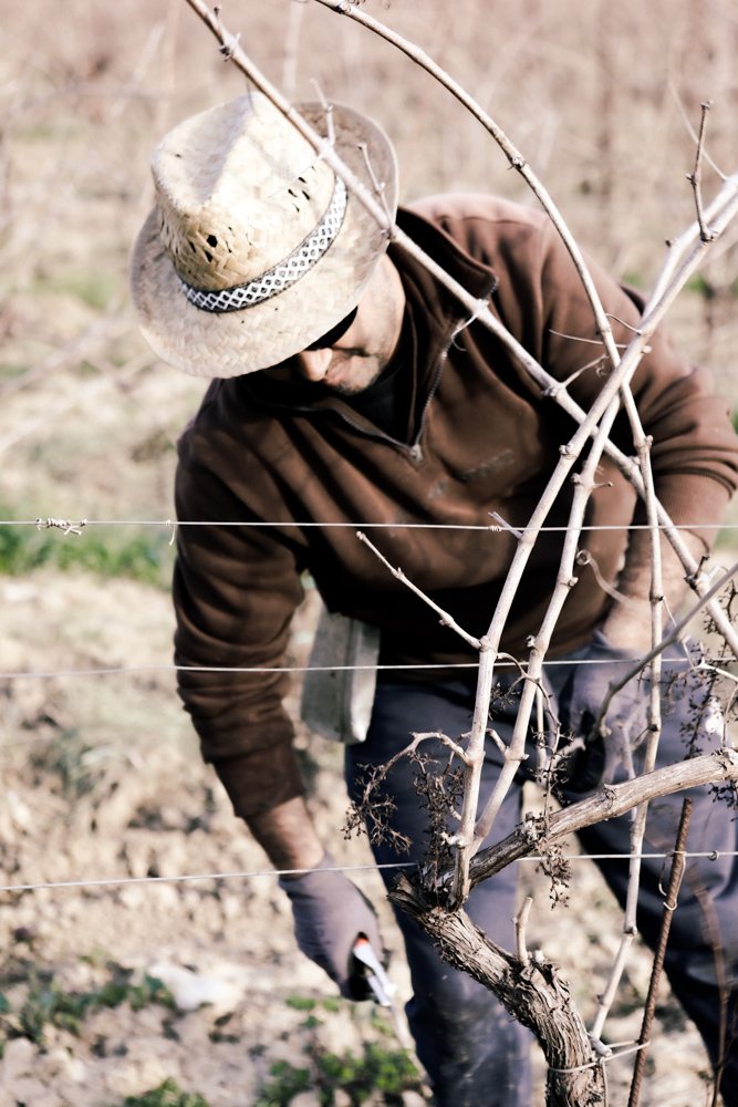 Arbeit an den Rebstöcken in den Weinbergen von Piazzano
