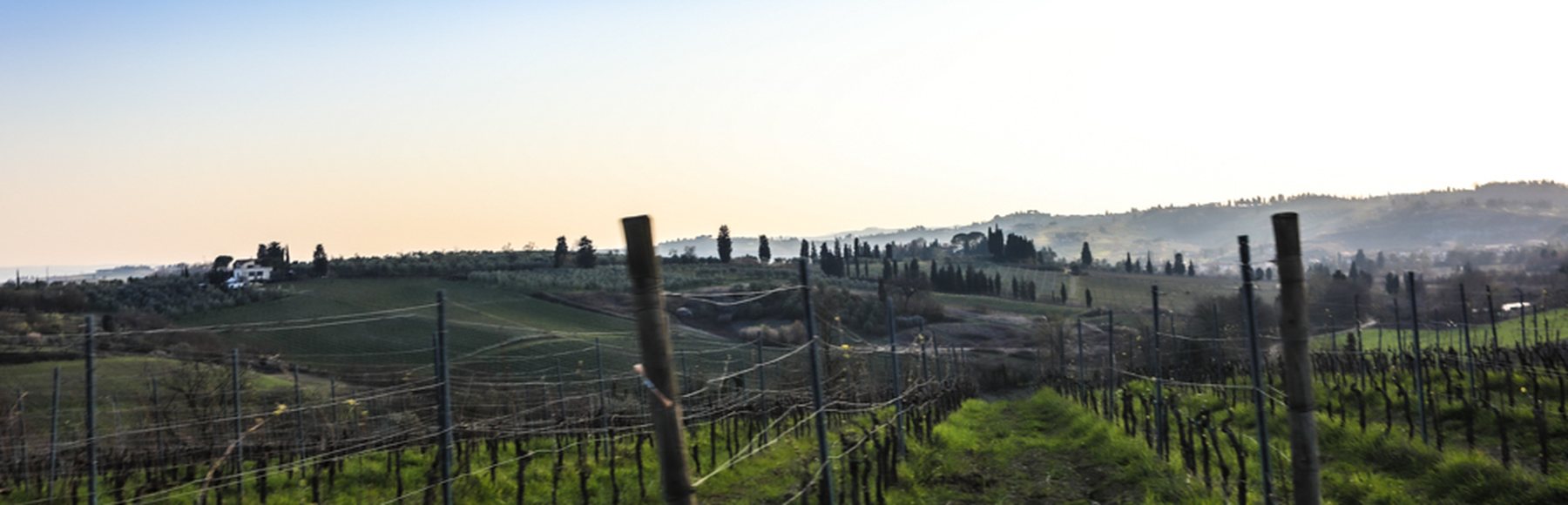 Die Weinberge der Fattoria di Piazzano auf den Hügeln südlich von Empoli