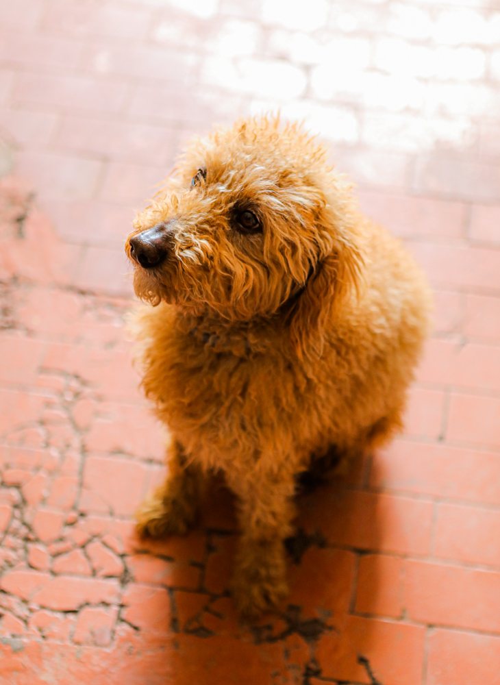 Der Hofhund der Familie Bettarini