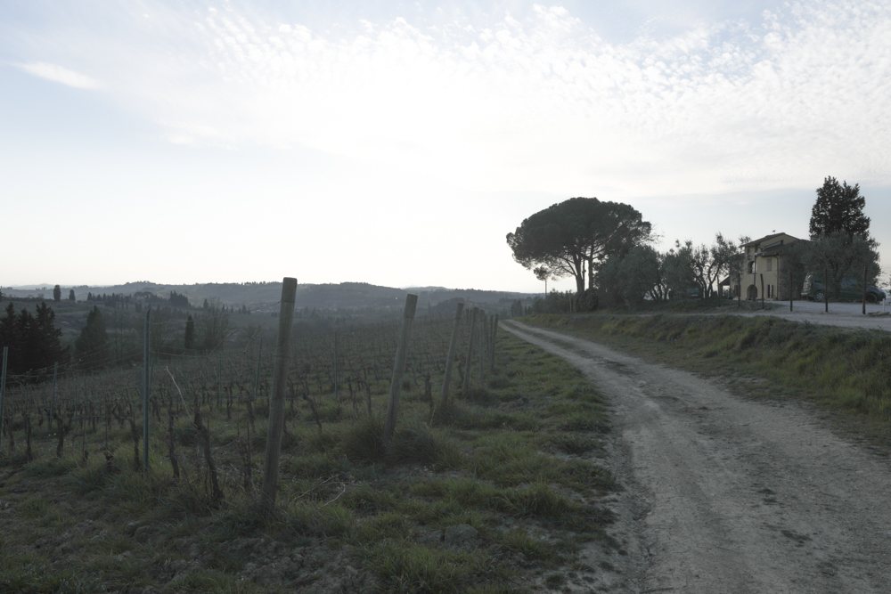 Ein Feldweg zwischen den Weinbergen südlich von Empoli