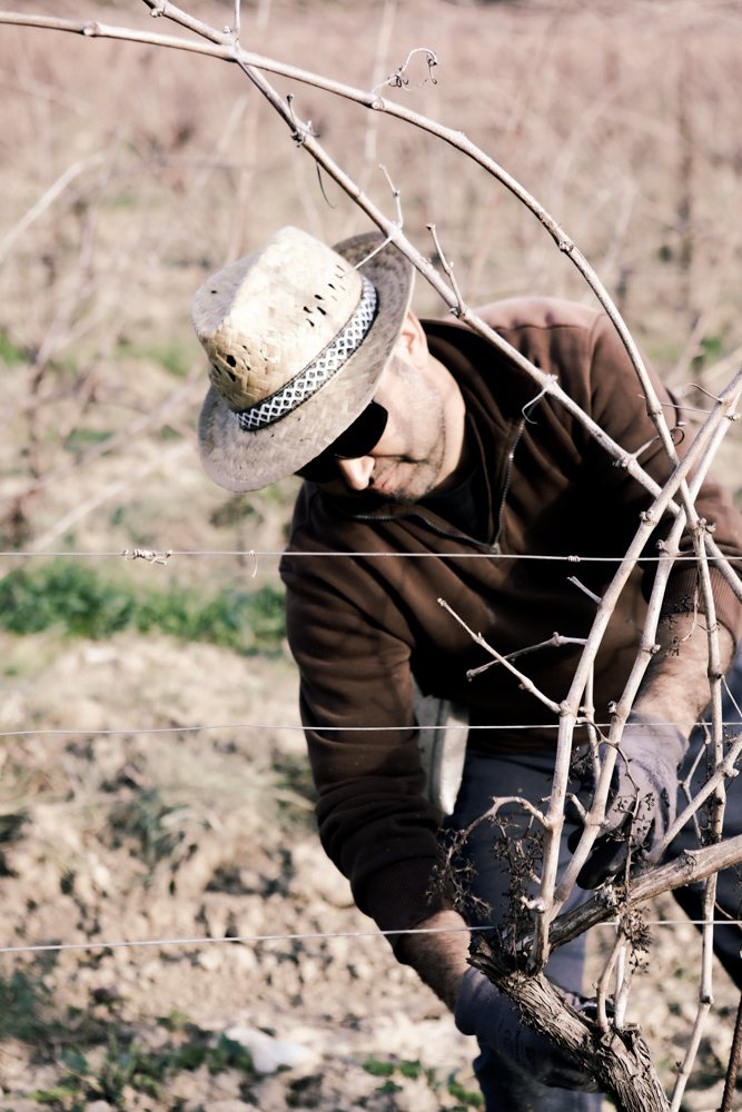 Rebschnitt im Winter — die Arbeit, mit der das Weinjahr beginnt