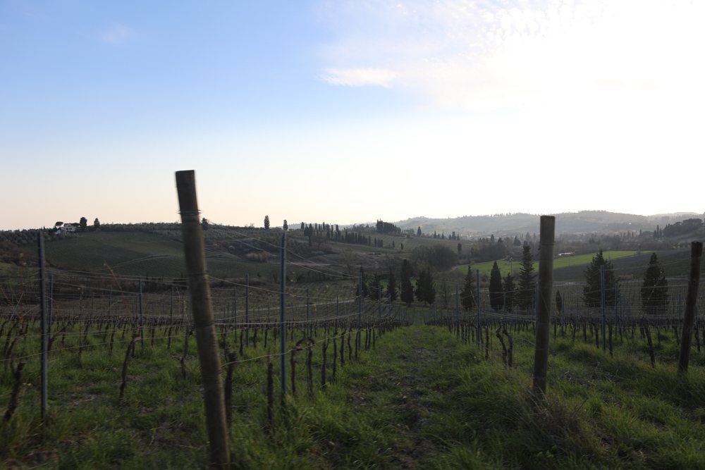 Die Weinberge der Fattoria di Piazzano im Abendlicht