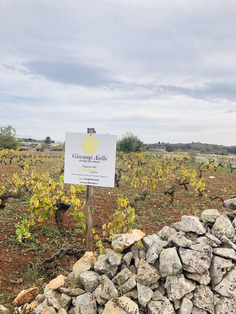 Ein alter Weinberg mit dem Schild von Giovanni Aiello