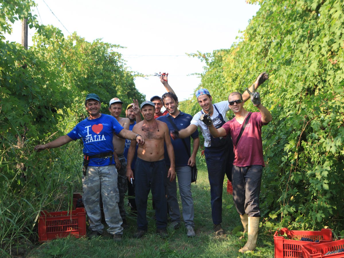 Die Erntemannschaft in den Weinbergen bei Concordia
